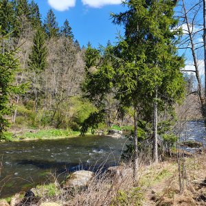 Bayrischer Wald