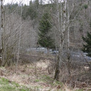 Bayrischer Wald