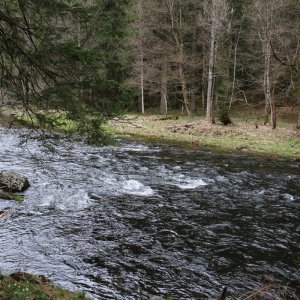 Bayrischer Wald