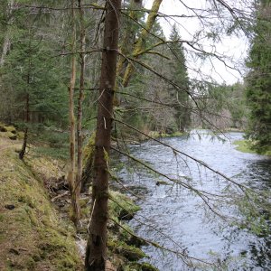 Bayrischer Wald