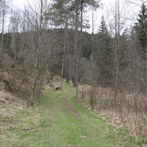 Bayrischer Wald