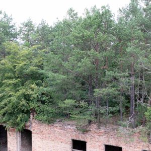 Beelitz Heilstätten - Baumwipfelpfad