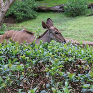 Animal Kingdom