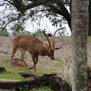 Animal Kingdom