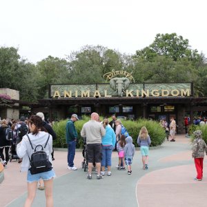 Animal Kingdom