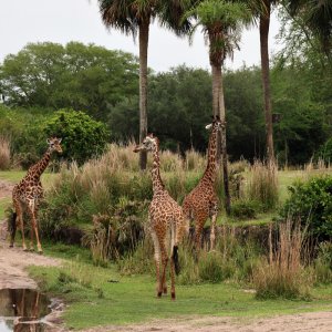 Animal Kingdom