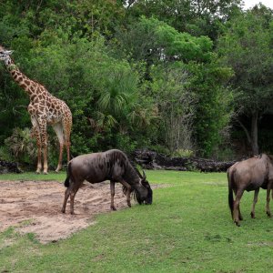 Animal Kingdom