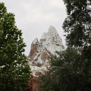 Animal Kingdom