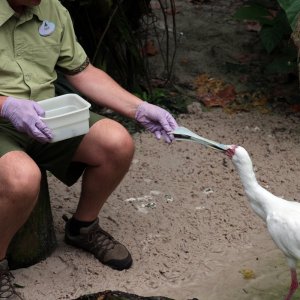 Animal Kingdom