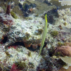 Tauchplätze: Atlantik - Dominikanische Republik - Punta Cana