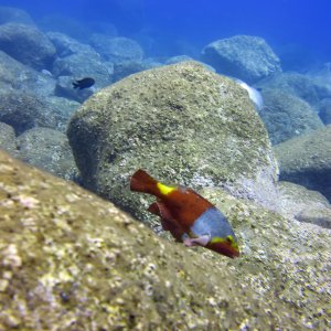 Madeira