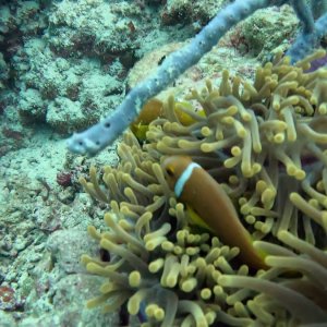 Süd-Male Atoll / Embudu