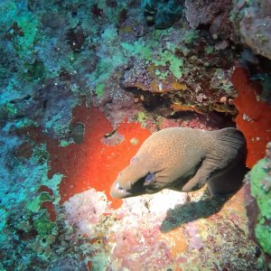 Süd-Male Atoll / Embudu