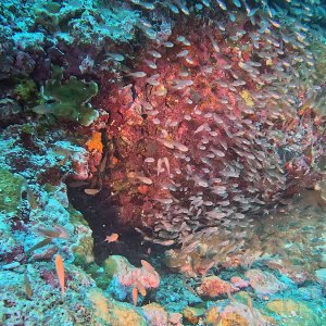 Süd-Male Atoll / Embudu