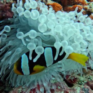 Süd-Male Atoll / Embudu
