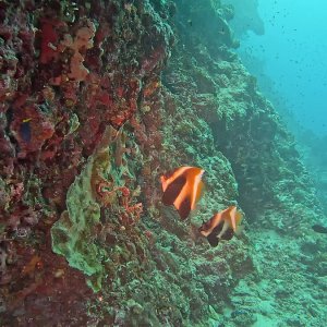 Süd-Male Atoll / Embudu