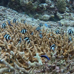 Süd-Male Atoll / Embudu