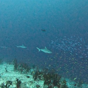 Süd-Male Atoll / Embudu