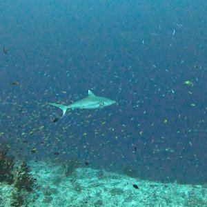 Süd-Male Atoll / Embudu