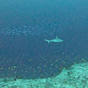 Süd-Male Atoll / Embudu