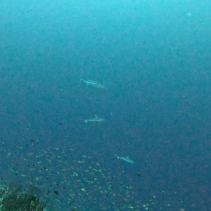 Süd-Male Atoll / Embudu