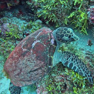Süd-Male Atoll / Embudu