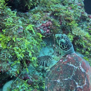 Süd-Male Atoll / Embudu