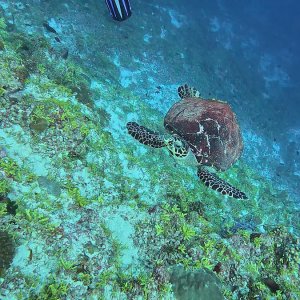 Süd-Male Atoll / Embudu