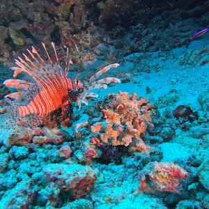 Süd-Male Atoll / Embudu