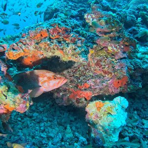 Süd-Male Atoll / Embudu