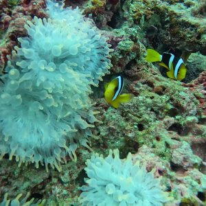 Süd-Male Atoll / Embudu
