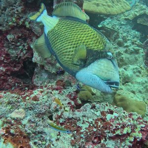 Süd-Male Atoll / Embudu