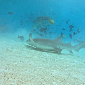 Süd-Male Atoll / Embudu