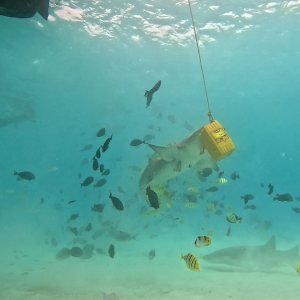 Süd-Male Atoll / Embudu