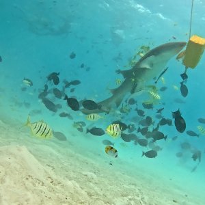 Süd-Male Atoll / Embudu