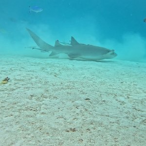 Süd-Male Atoll / Embudu