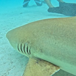 Süd-Male Atoll / Embudu