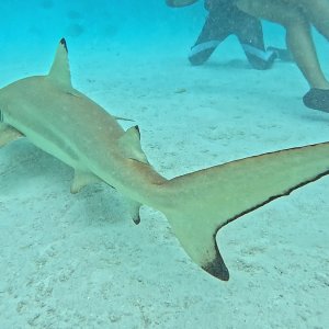 Süd-Male Atoll / Embudu