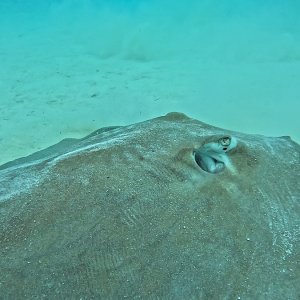 Süd-Male Atoll / Embudu