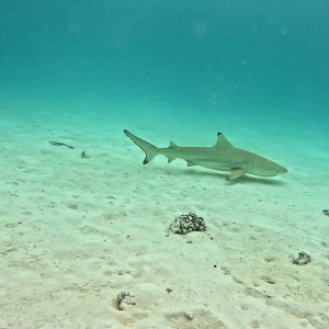 Süd-Male Atoll / Embudu