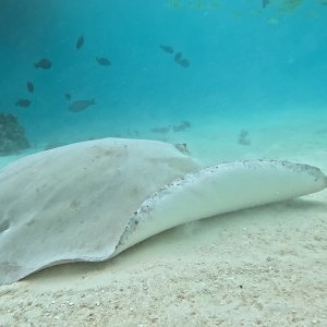 Süd-Male Atoll / Embudu