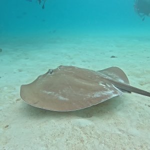 Süd-Male Atoll / Embudu
