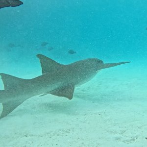 Süd-Male Atoll / Embudu