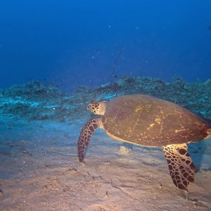 Süd-Male Atoll / Embudu