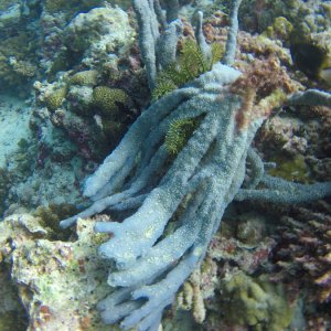 Süd Male Atoll