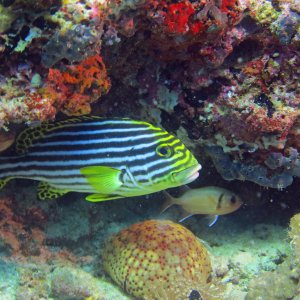 Süd Male Atoll