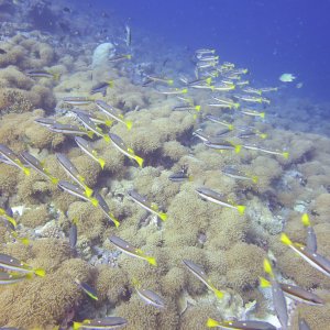 Süd Male Atoll