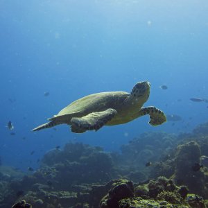 Süd Male Atoll