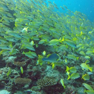 Süd Male Atoll