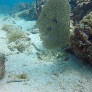 Bayahibe 2018